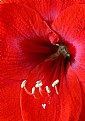 Picture Title - Amaryllis 4