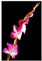 Picture Title - my attempt with.....
