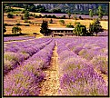 Picture Title - Campi di lavanda in Valle Stura