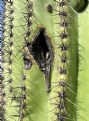 Picture Title - Close Up To A Cactus