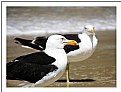 Picture Title - Seabirds 2