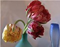 Picture Title - french tulips