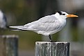 Picture Title - Royal Tern