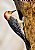 Male Red-Bellied Woodpecker Building Nest