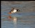 Common Goldeneye (male)