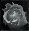 Picture Title - sad poetic rose