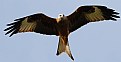 Picture Title - Wild red kite