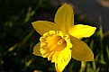 Picture Title - Daffodil