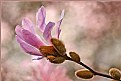 Picture Title - Sweet Magnolia