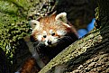 Picture Title - Elusive Red Panda