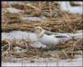 Picture Title - Snow Bunting