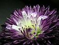 Picture Title - Purple Burst