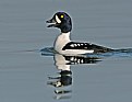 Picture Title - The Sounds and Reflections of the Lake