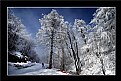 Picture Title - Snow