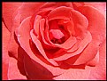 Picture Title - The Rose...