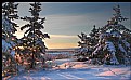 Picture Title - Ptarmigan Tracks