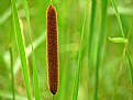 Picture Title - Typha