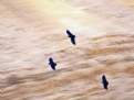 Picture Title - Three crows in flight