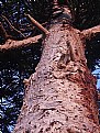 Picture Title - Tree, Wood, or Paper