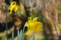 Picture Title - Neotsu's First Bloom  