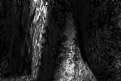 Picture Title - Dark Tree