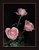 Still Life with roses