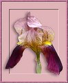Picture Title - Blushing Iris