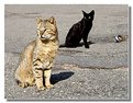 Picture Title - cats