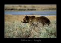 Picture Title - Yellowstone Grizzly