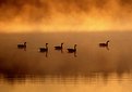 Picture Title - On Golden Pond