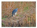 Picture Title - Blue Heron amongst Reeds