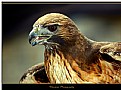 Picture Title - Redtail Hawk No. 3