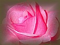 Picture Title - the rose....