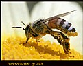 Picture Title - Bee