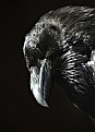 Picture Title - great crow