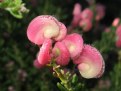 Picture Title - Snail Flower