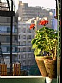 Picture Title - Flowers & The City