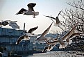 Picture Title - Dance of the Sea Gulls