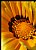 Gerbera Blosum
