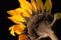 Picture Title - Sunflower II