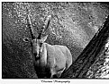 Picture Title - Himalayan Ibex No. 2