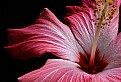 Picture Title - Hibiscus