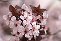 Picture Title - Pink blossoms