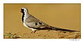Picture Title - Namaqua Dove