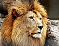 Picture Title - lion