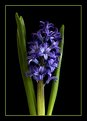 Picture Title - Purple Hyacinth