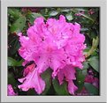 Picture Title - Rhododendron