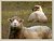 Some sheep took time to look me over...