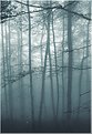 Picture Title - Foggy wood