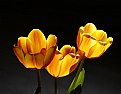 Picture Title - Tulips